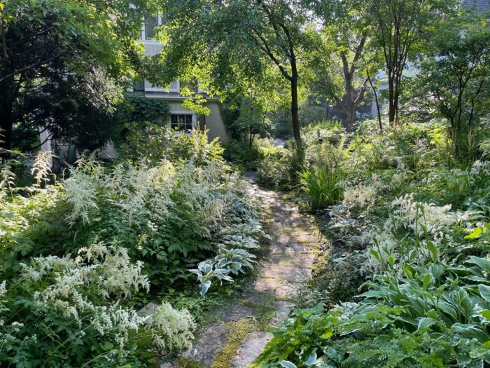stone garden path cutting through large plantings of white flowers