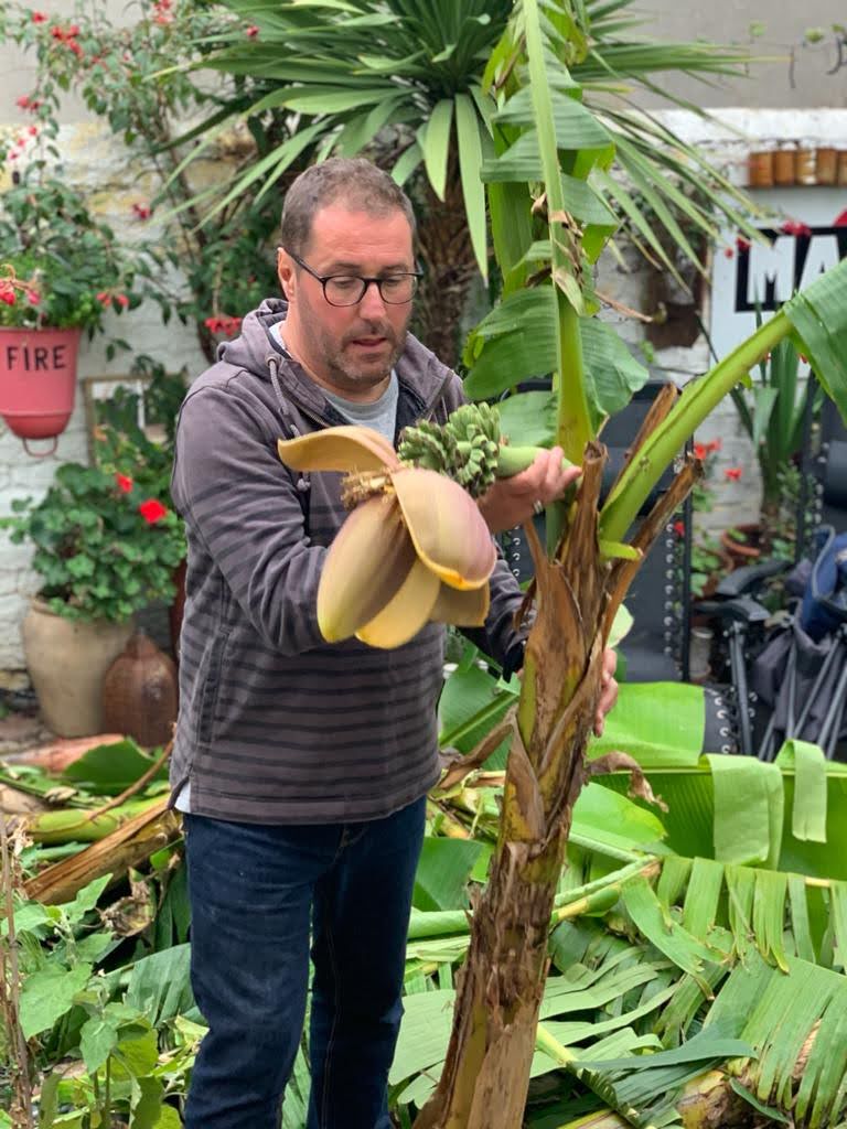 gardener holding large banana plant 