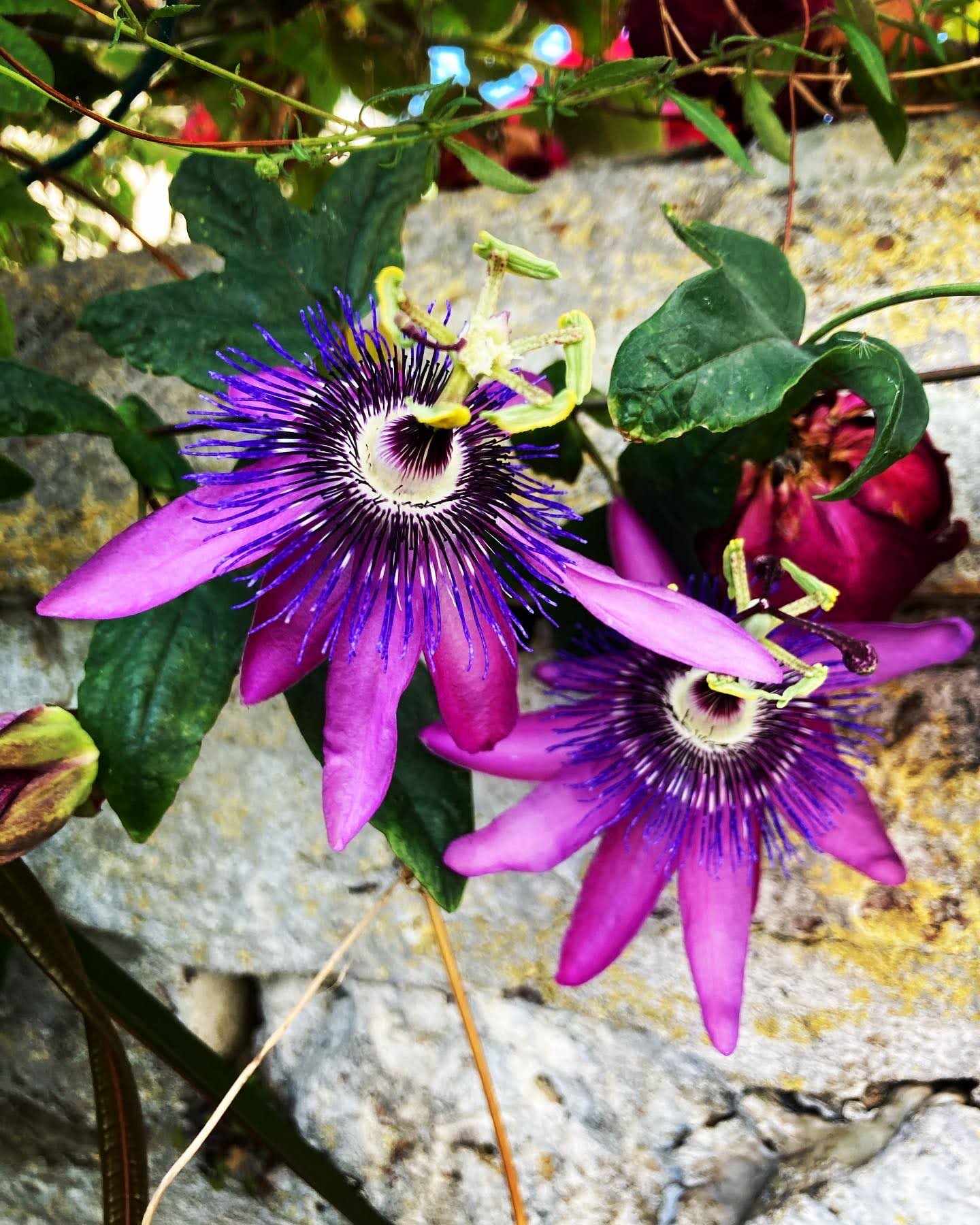 close up of bright purple passionflower