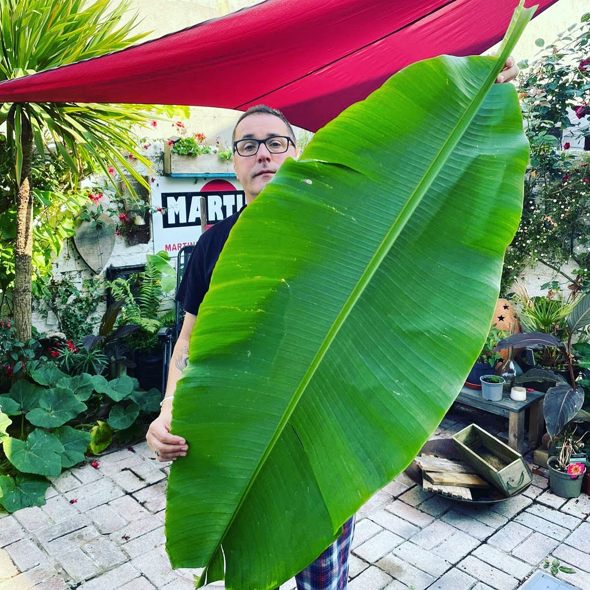 El jardinero sostiene una hoja de plátano gigante