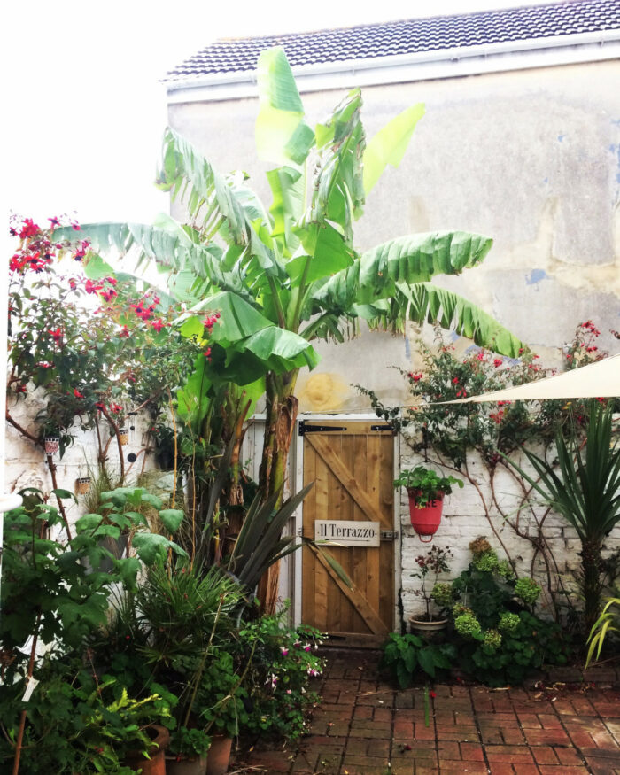 large banana plant surrounded by potted plants in a courtyard