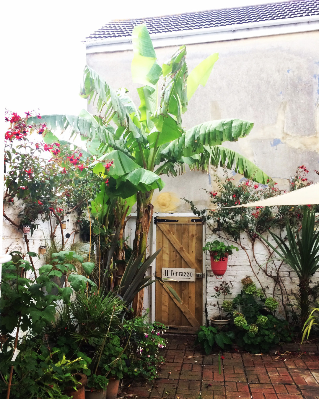 large banana plant surrounded by potted plants in a courtyard