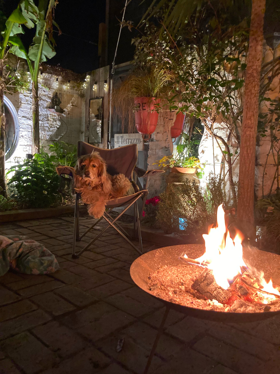 dog sitting in a camping chair in front of a fire pit