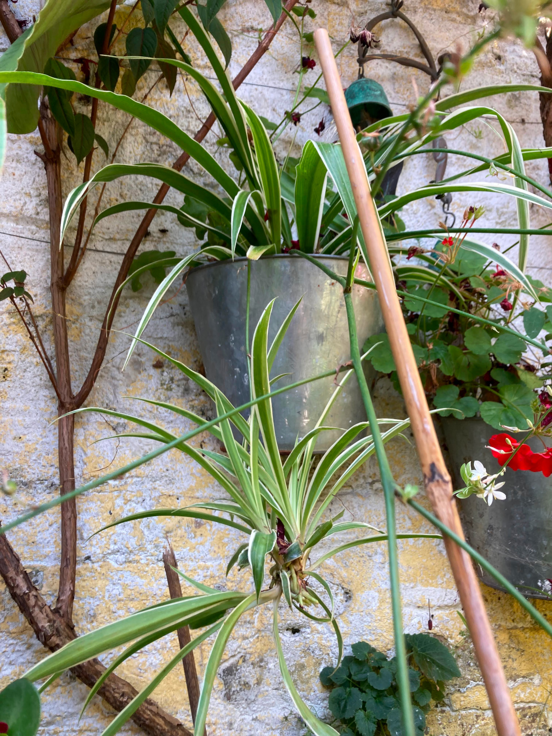 spider plant in a wall-mounted pot