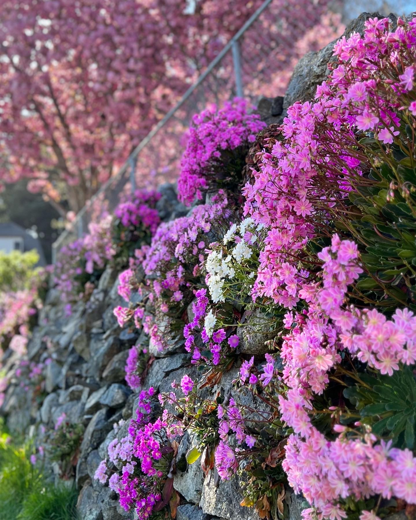 pink white and purple lewisia growing up a stone retaining wall