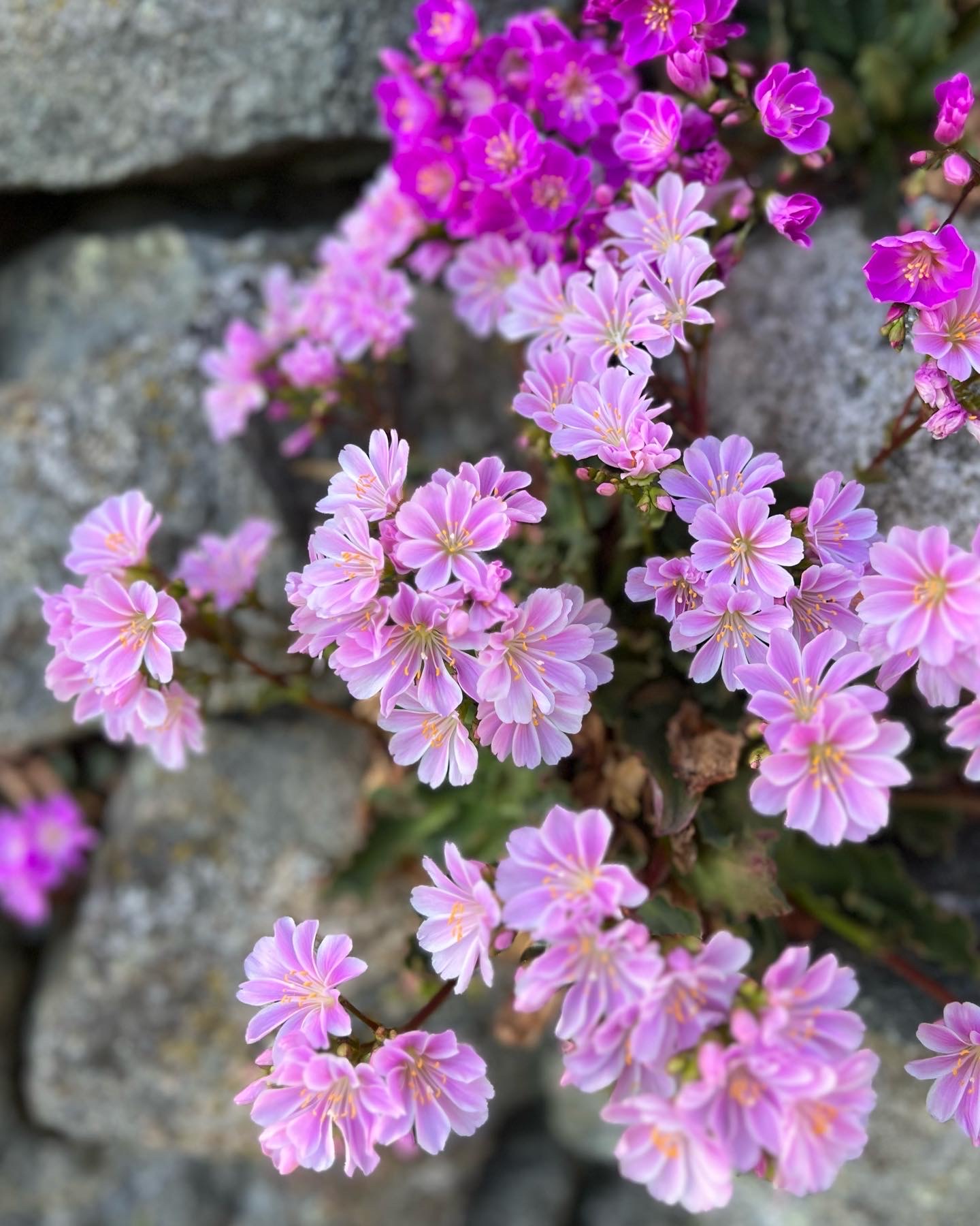 Primer plano de flores de Lewisia rosa claro