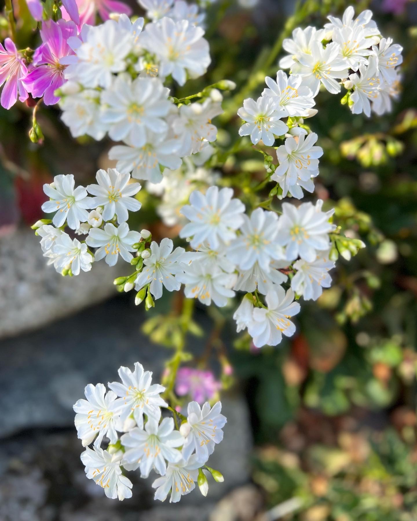 close up of white Lewisia flowers