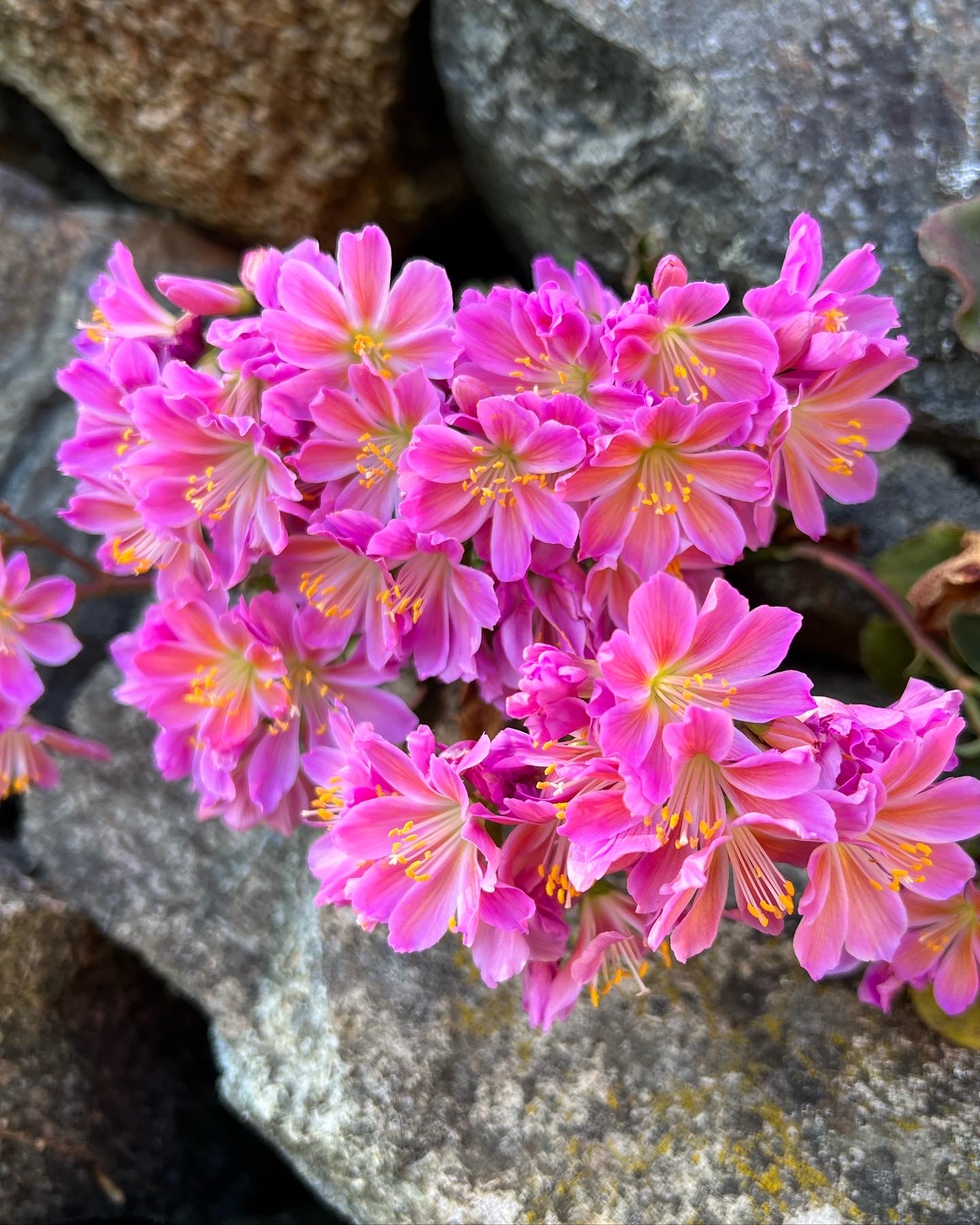 Primer plano de flores de Lewisia de color rosa brillante