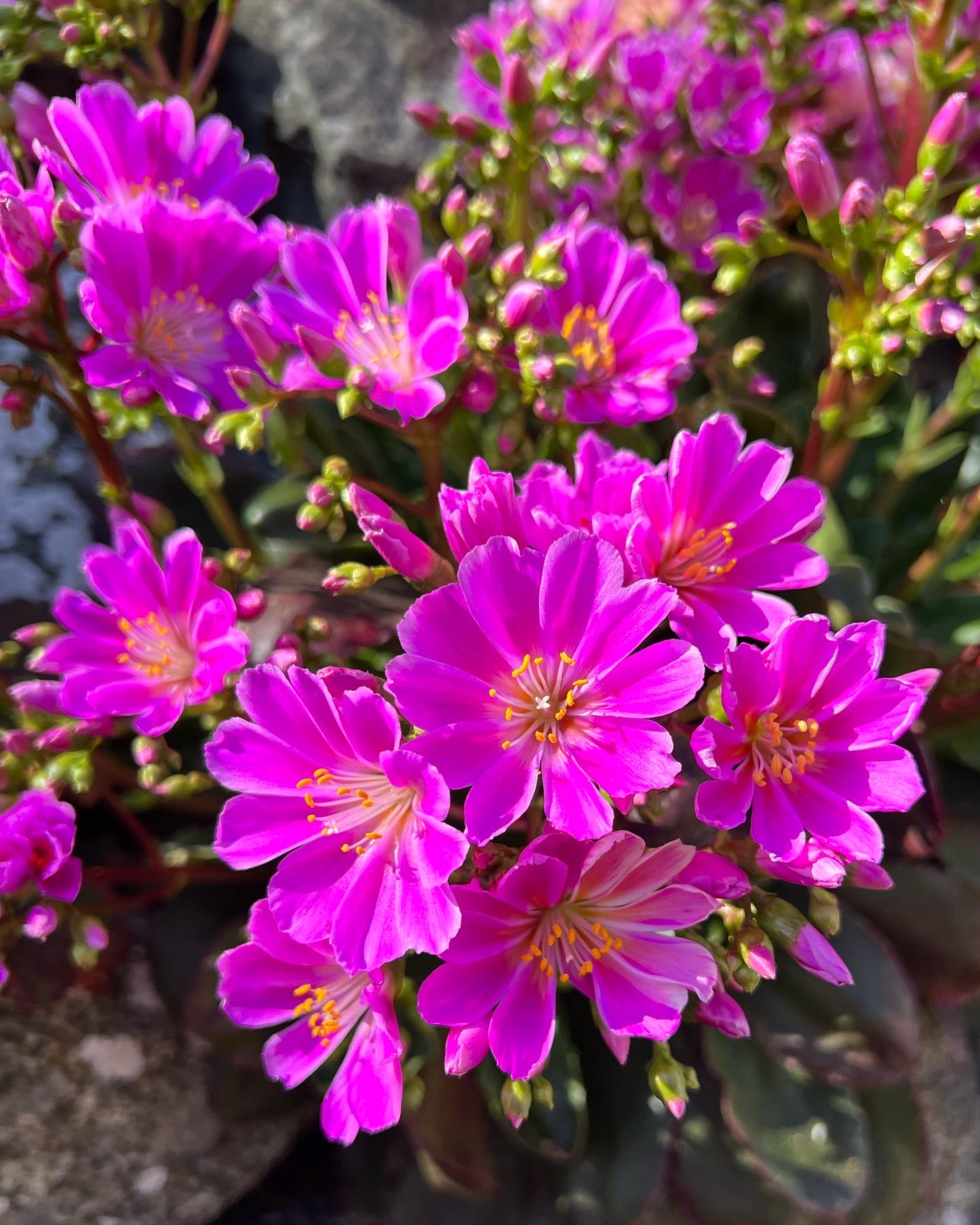 close up of fuscia-colored Lewisia flowers