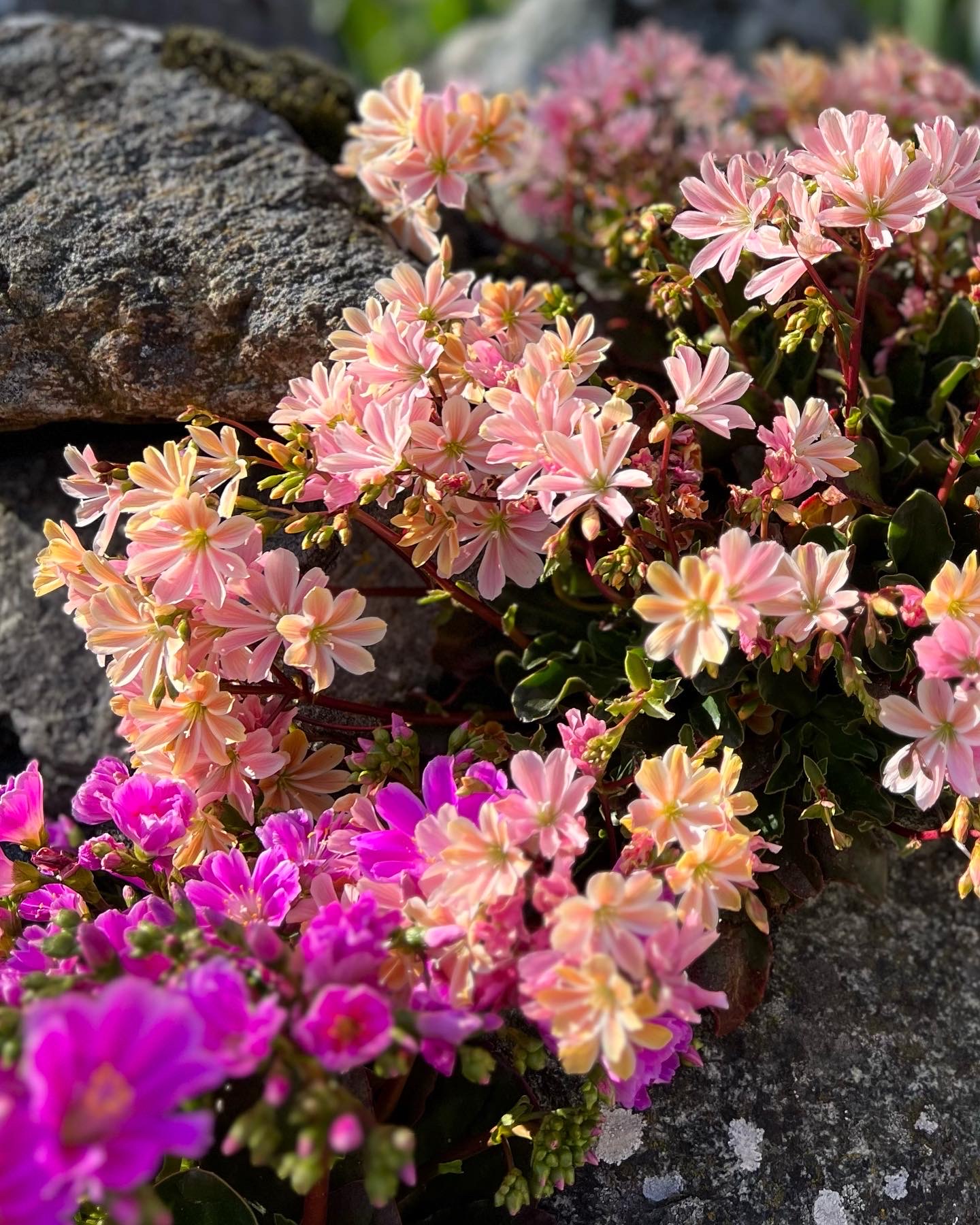 close up of pink Lewisia flowers growing between stones