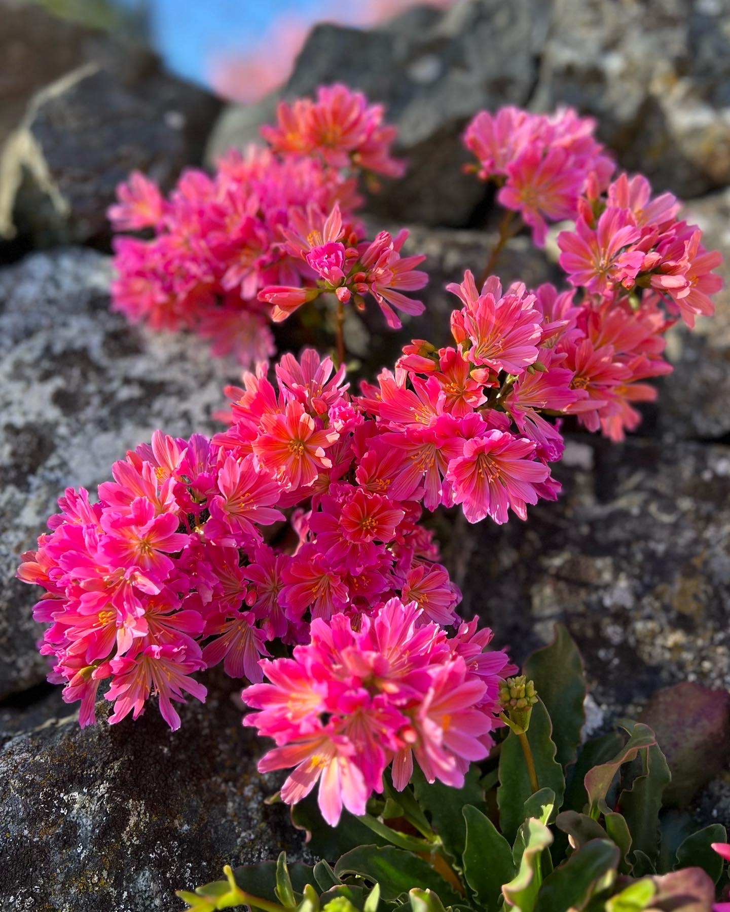 más Lewisia rosa creciendo entre piedras