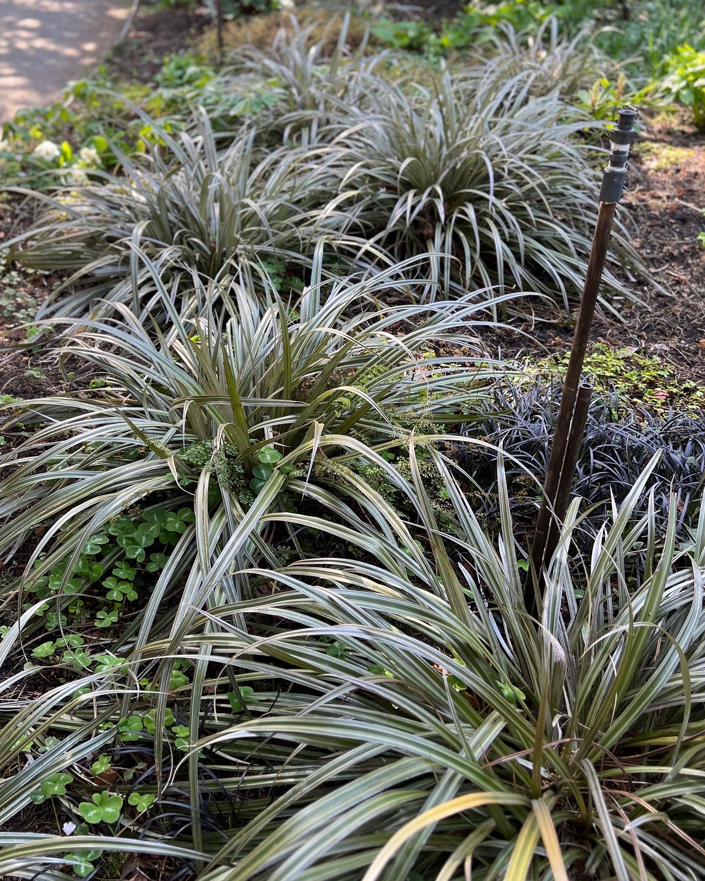 Cerca de pequeños pastos ornamentales con follaje plateado