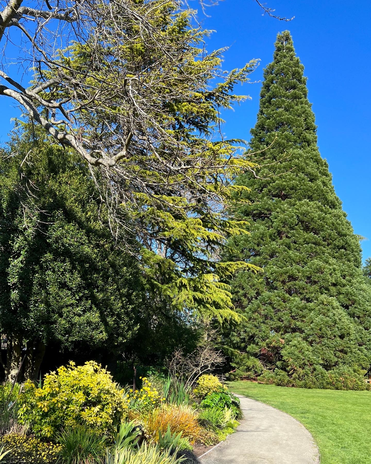 Enorme árbol conífero detrás de una cama de jardín con muchas plantas verdes