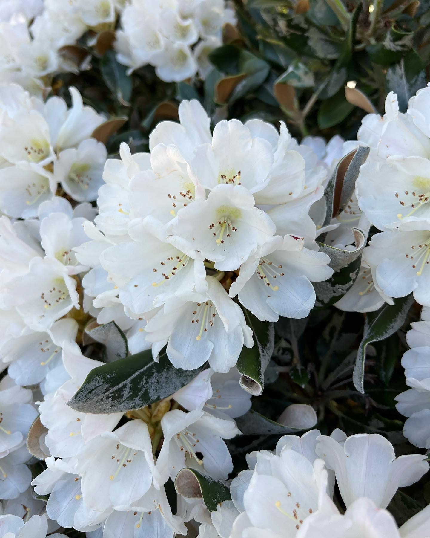 close up of white Rhododendron flowers