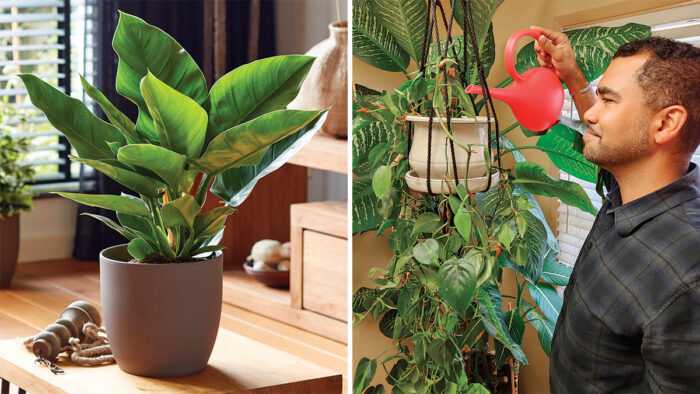 philodendron care