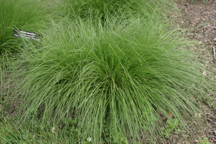 Prairie dropseed