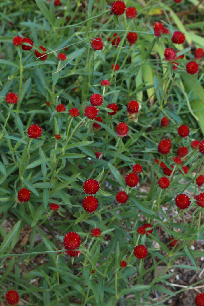 ‘Strawberry Fields’ gomphrena