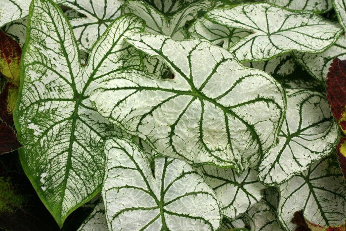 ‘White Christmas’ caladium