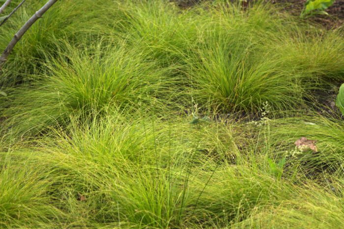 Appalachian sedge