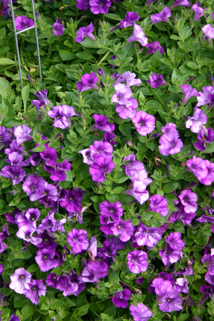 Surfina ® Blue petunia