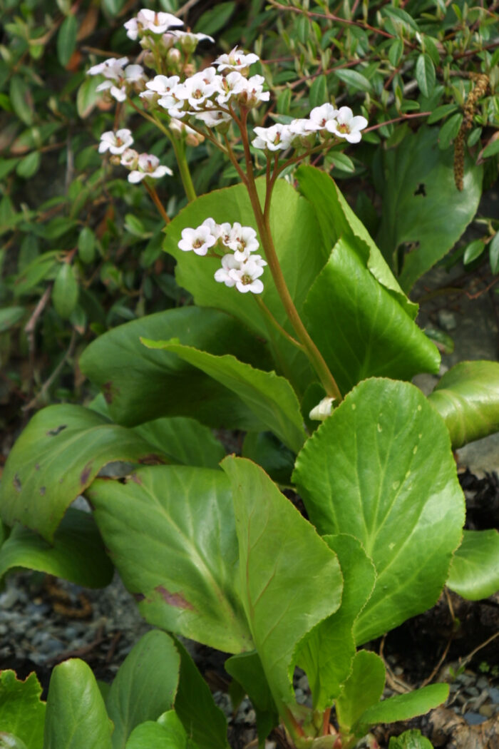 ‘Bressingham White’ Bergenia, photo: Lisa Bauer