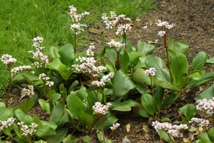 ‘Bressingham White’ Bergenia, photo: Lisa Bauer