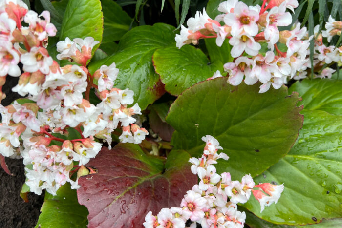 ‘Bressingham White’ Bergenia, photo: Lisa Bauer