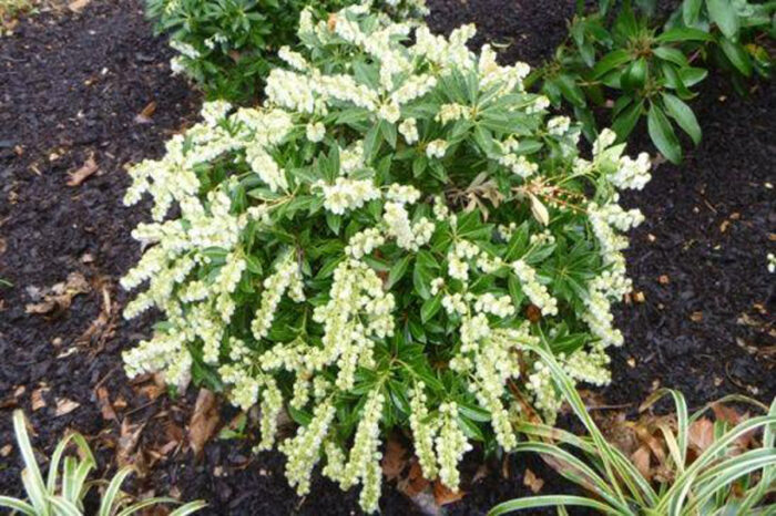 ‘Cavatine’ pieris, Photo: Don Wallace/Singing Tree Gardens Nursery