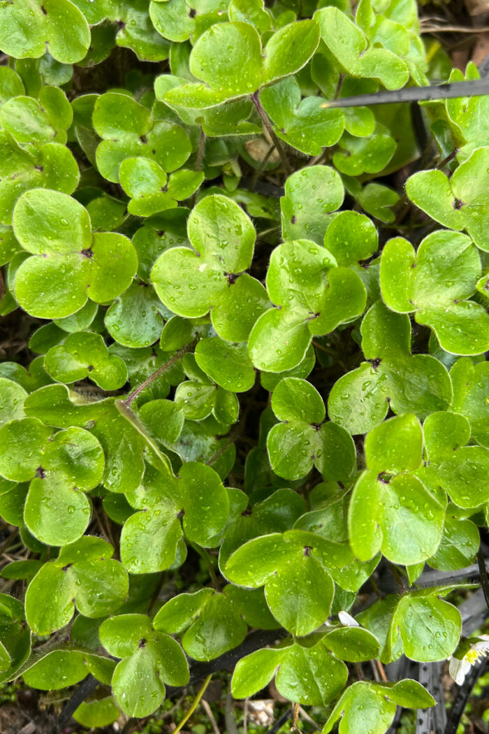 Liverleaf, photo: Lisa Bauer