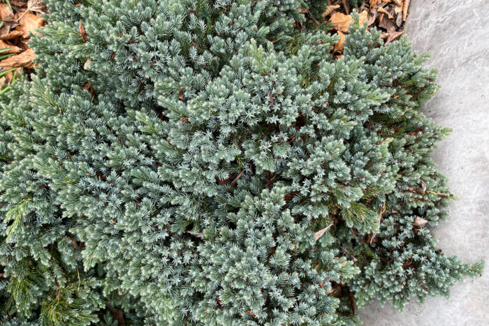 ‘Blue Star’ juniper, photo: Lisa Bauer