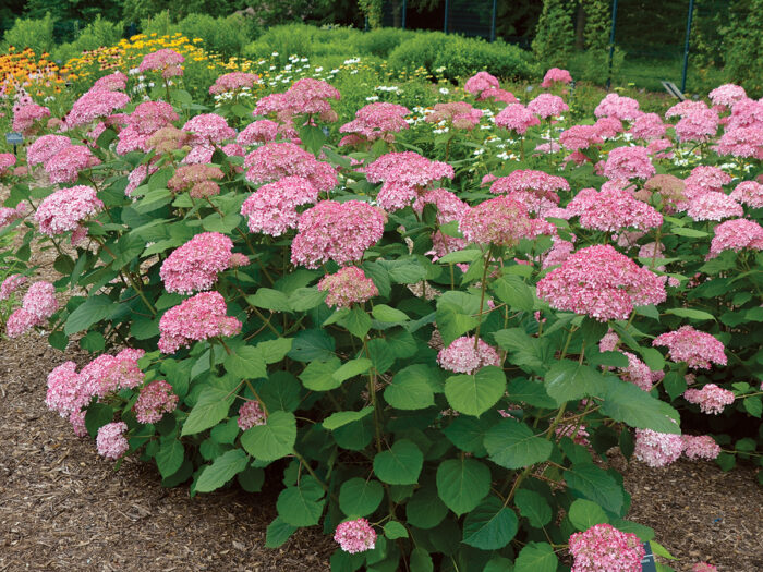 The Best Native Hydrangeas: Plant Trial Results - Fine Gardening