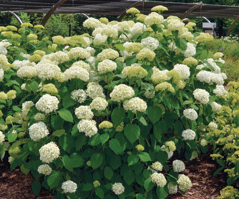 The Best Native Hydrangeas: Plant Trial Results - Fine Gardening