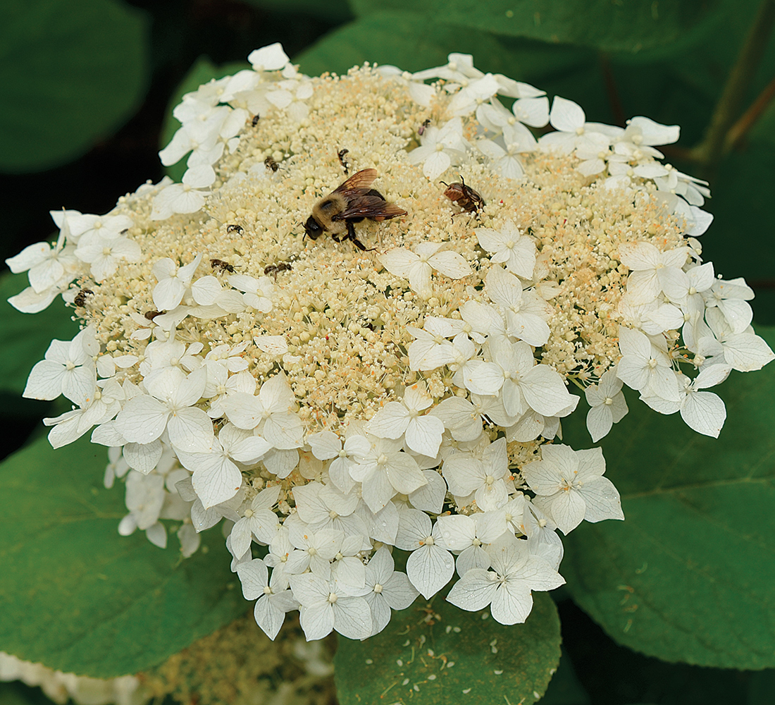 White deals lacecap hydrangea