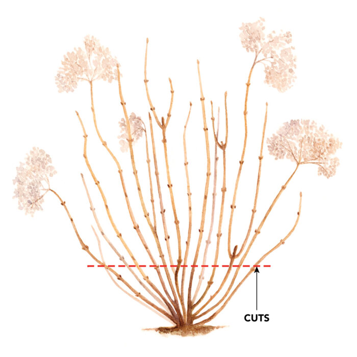 Full hydrangea cutback
