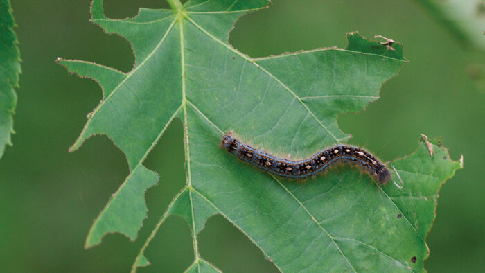 Preventing and Fighting Webworms in the Garden