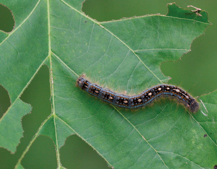 Forest tent caterpillar