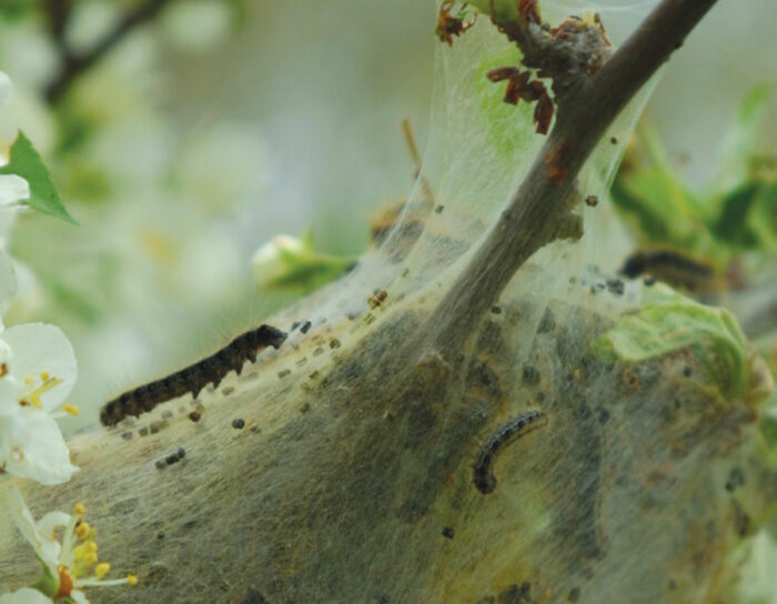 Eastern tent caterpillar