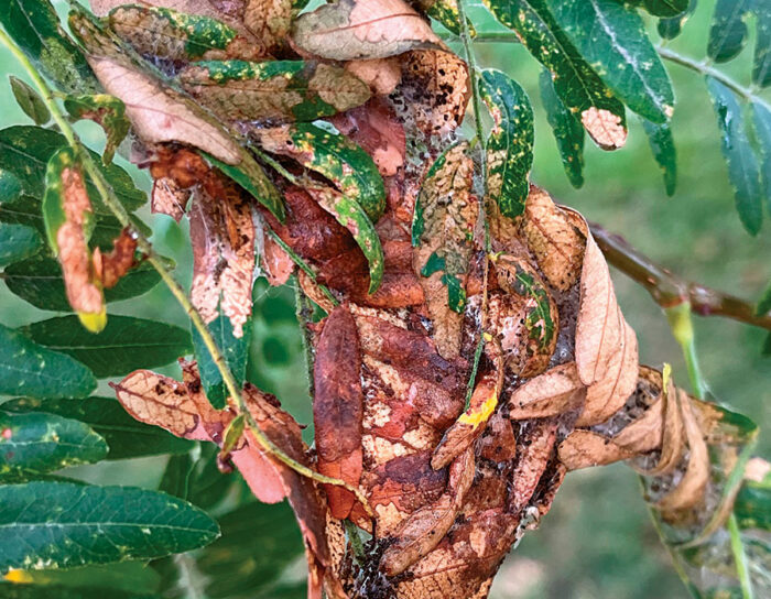 Mimosa webworm