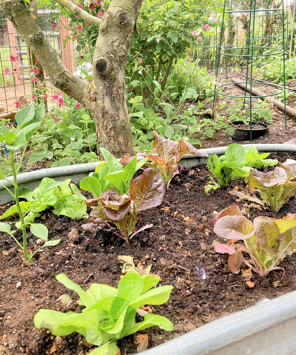 Pequeñas plantas de lechuga plantadas en un contenedor debajo de un árbol