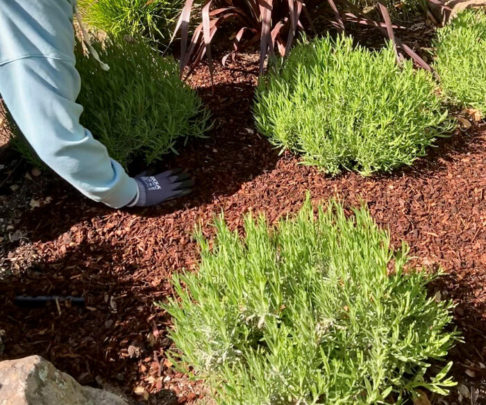 Tips for Preparing Your Garden to Thrive Through Summer Heat in NorCal ...