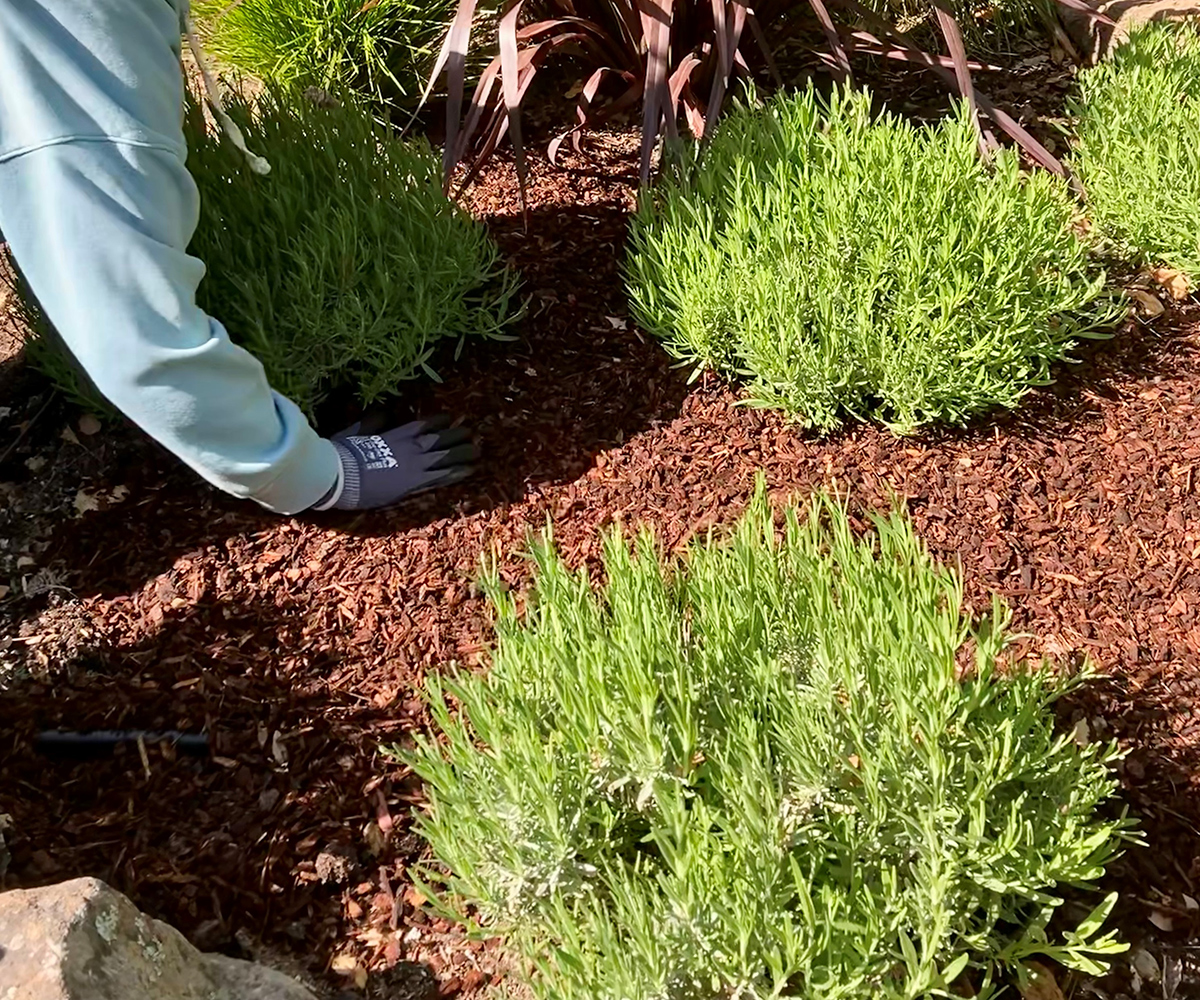 spreading mulch around plants