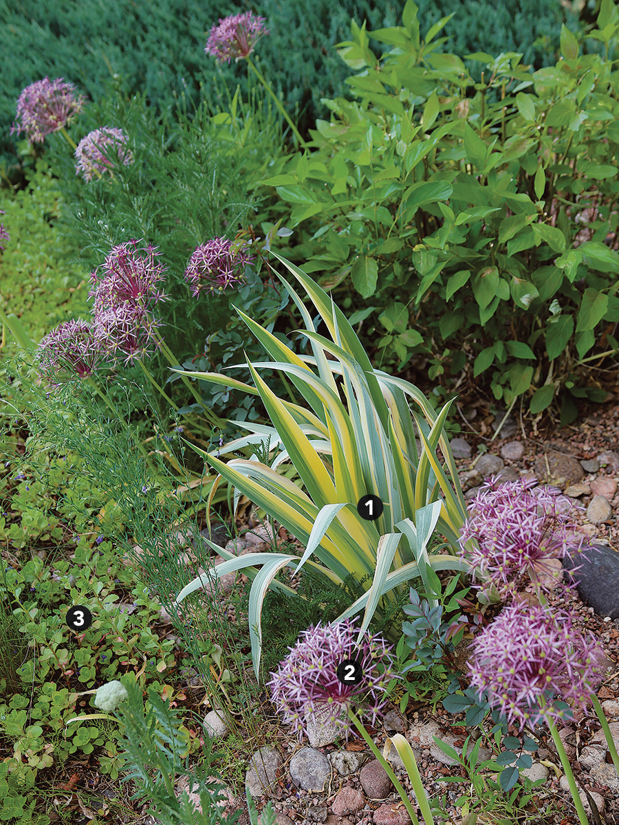 combinación de plantas tolerantes a la sequía con follaje abigarrado y flores de color púrpura