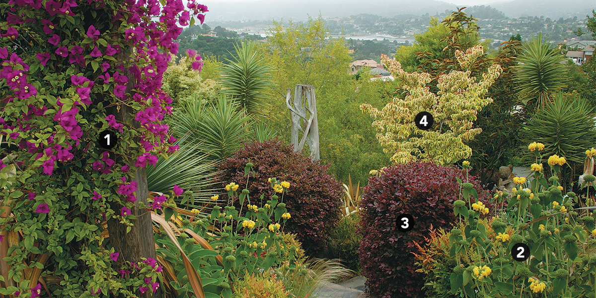 Diseño de jardín tolerante a la sequía con plantas de color rosa y amarillo brillante