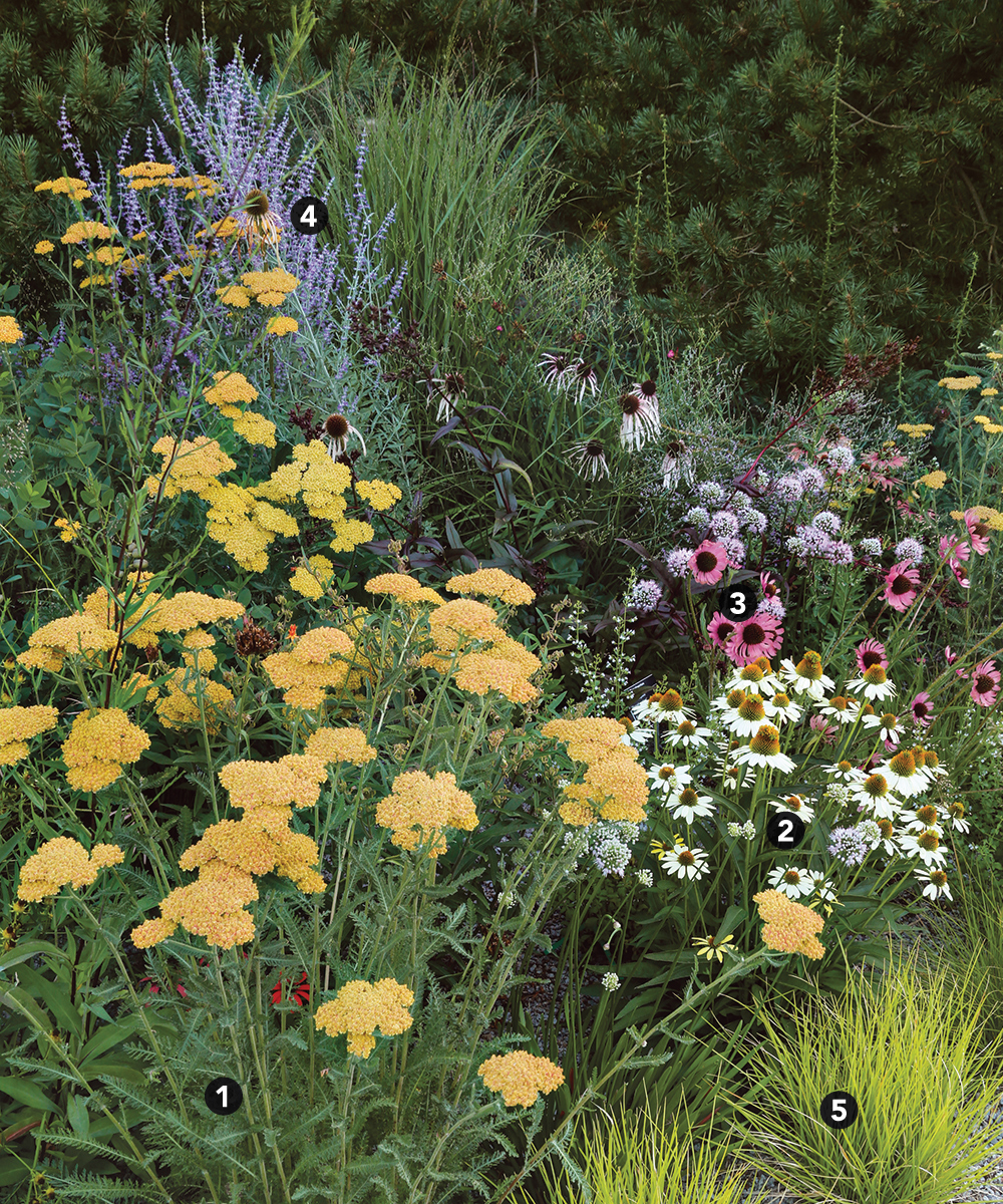 Combinación de plantas tolerantes a la sequía con flores de color amarillo-púrpura-blanco y rosa de textura similar