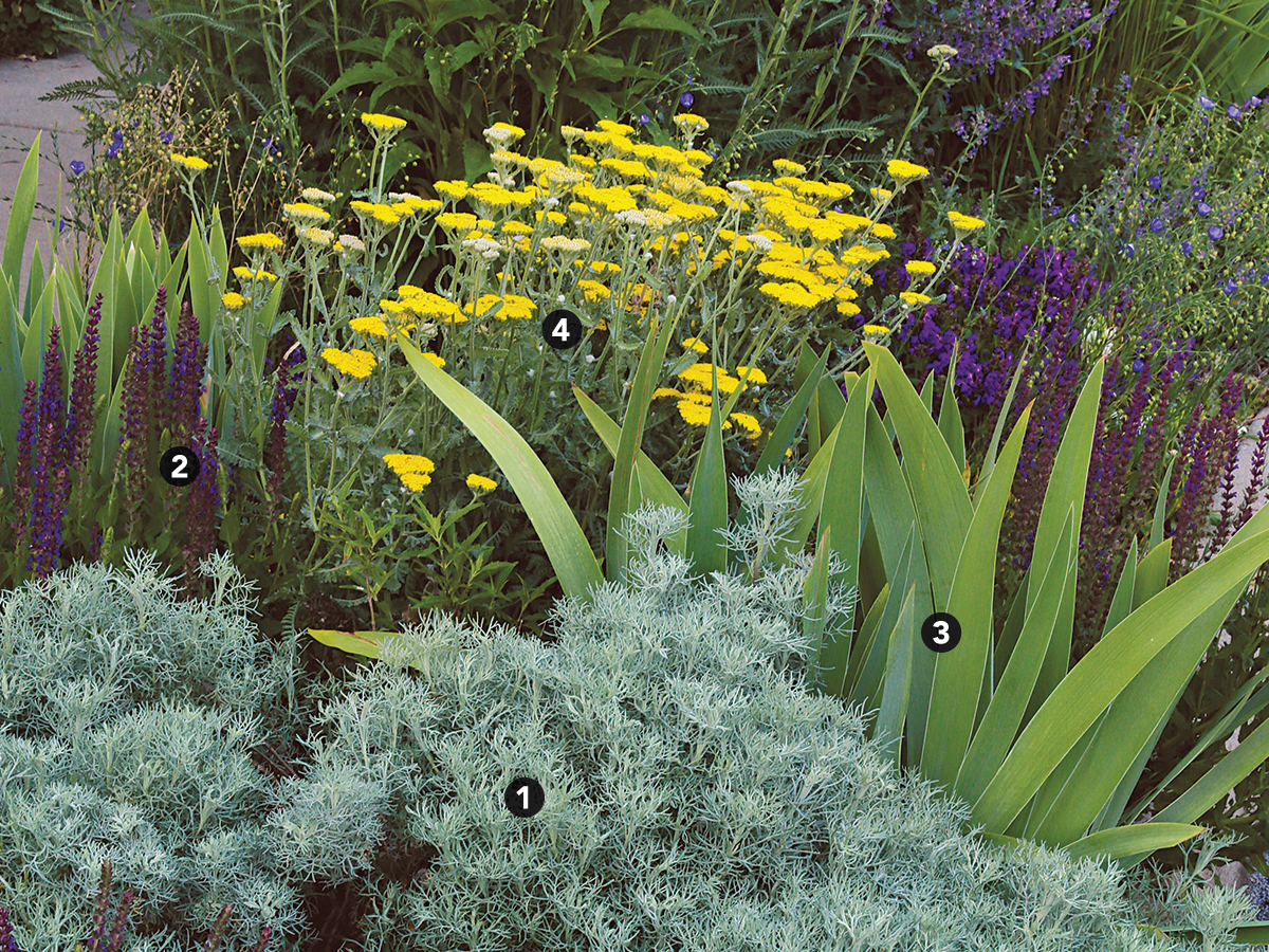 combinación de plantas tolerantes a la sequía con flores amarillas y moradas