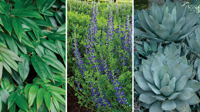 drought-resistant plants