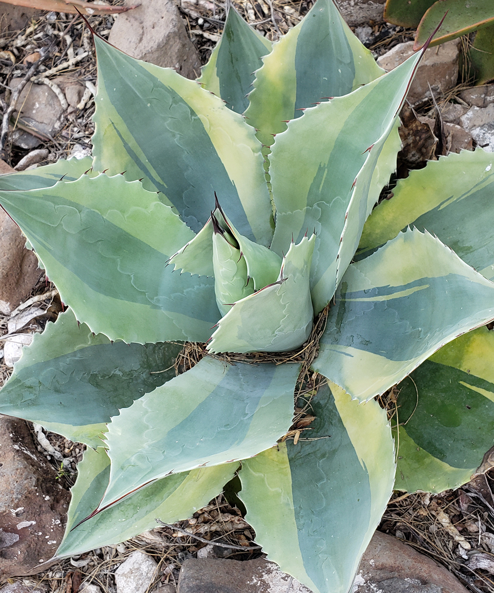 Orca whales tongue agave