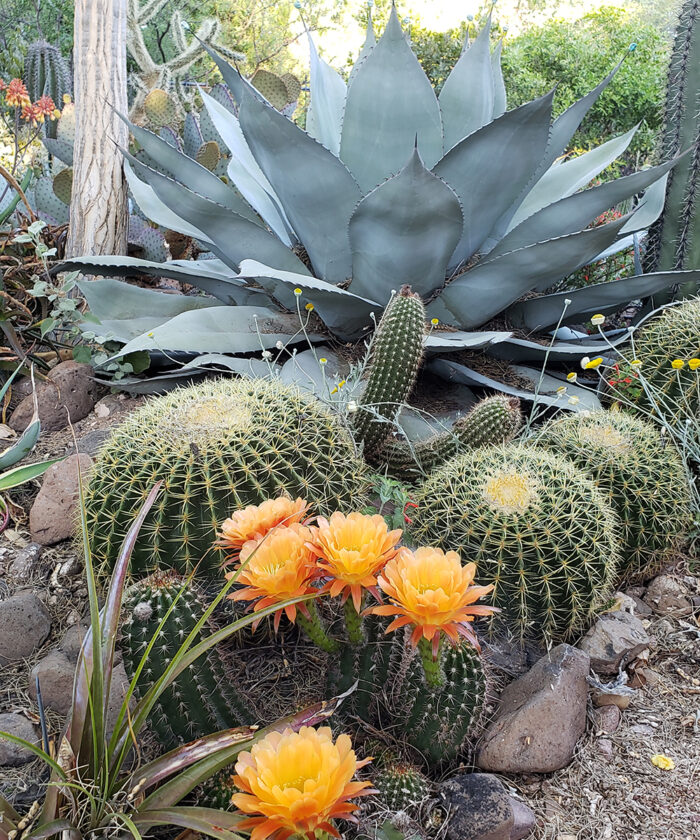 garden bed with cacti and succulents from Mexico