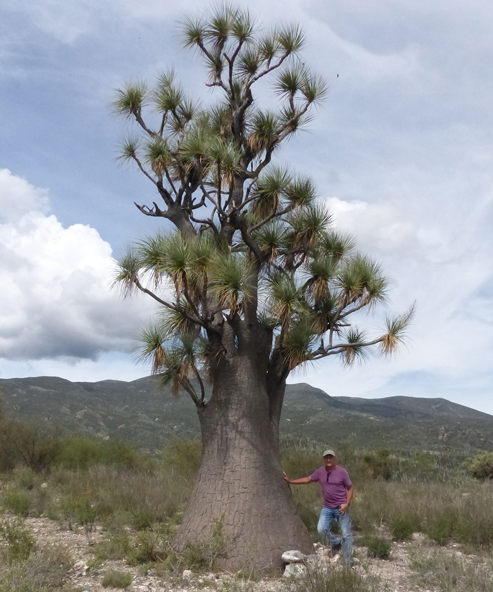 large Ponytail palm