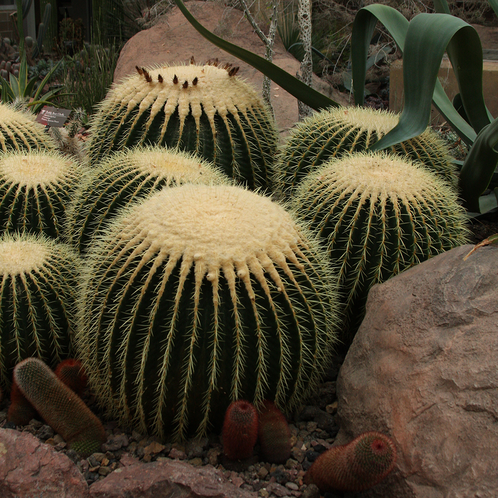 Golden barrel cactus